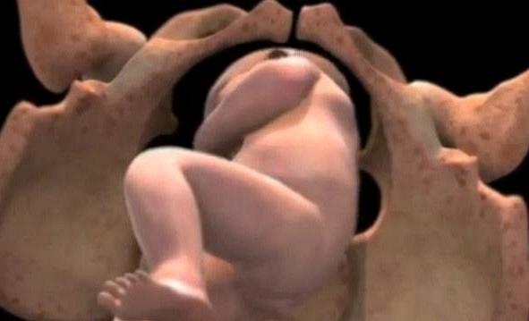 Η ανάπτυξη του εμβρύου από τη σύλληψη του μέχρι τη γέννηση