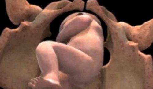 Η ανάπτυξη του εμβρύου από τη σύλληψη του μέχρι τη γέννηση