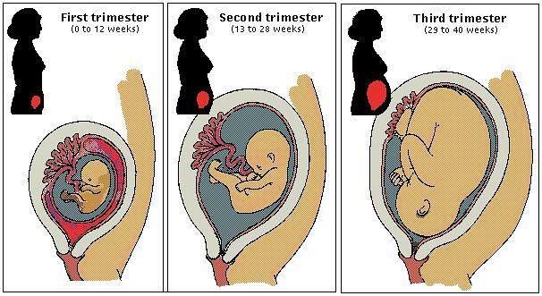 Τα τρία τρίμηνα της εγκυμοσύνης
