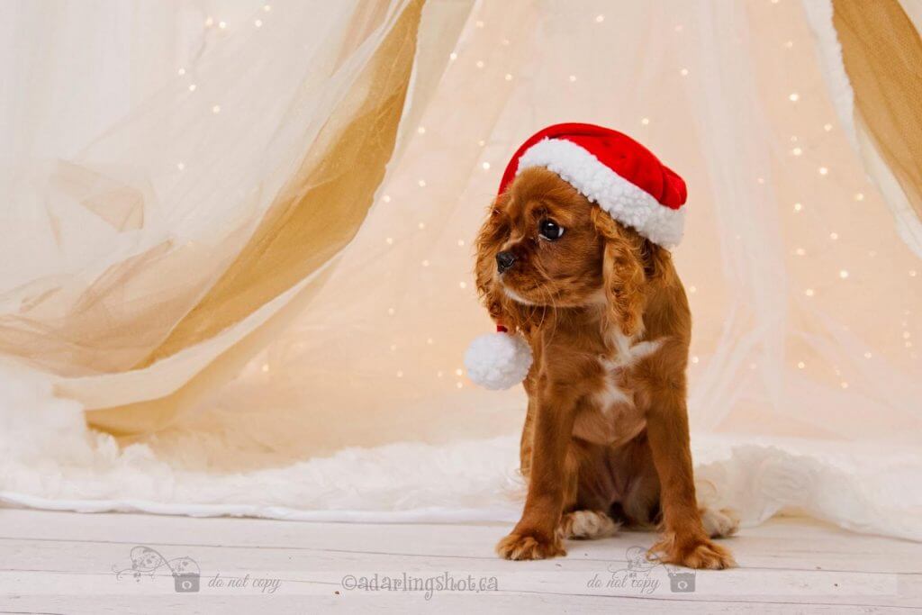 Το κουτάβι των Χριστουγέννων