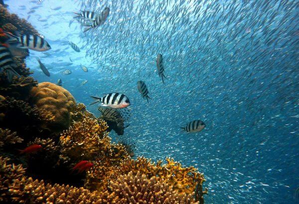 &Tau;&omicron; &pi;&alpha;&iota;&delta;ί &sigma;&tau;&eta;&nu; &pi;ό&lambda;&eta;: 5+1 &pi;&rho;&omicron;&tau;ά&sigma;&epsilon;&iota;&sigmaf; &gamma;&iota;&alpha; &nu;&alpha; &pi;&epsilon;&rho;ά&sigma;&epsilon;&tau;&epsilon; έ&nu;&alpha; &iota;&delta;&alpha;&nu;&iota;&kappa;ό &Sigma;&Kappa; &mu;&epsilon; &tau;&alpha; &pi;&alpha;&iota;&delta;&iota;ά &sigma;&alpha;&sigmaf;!