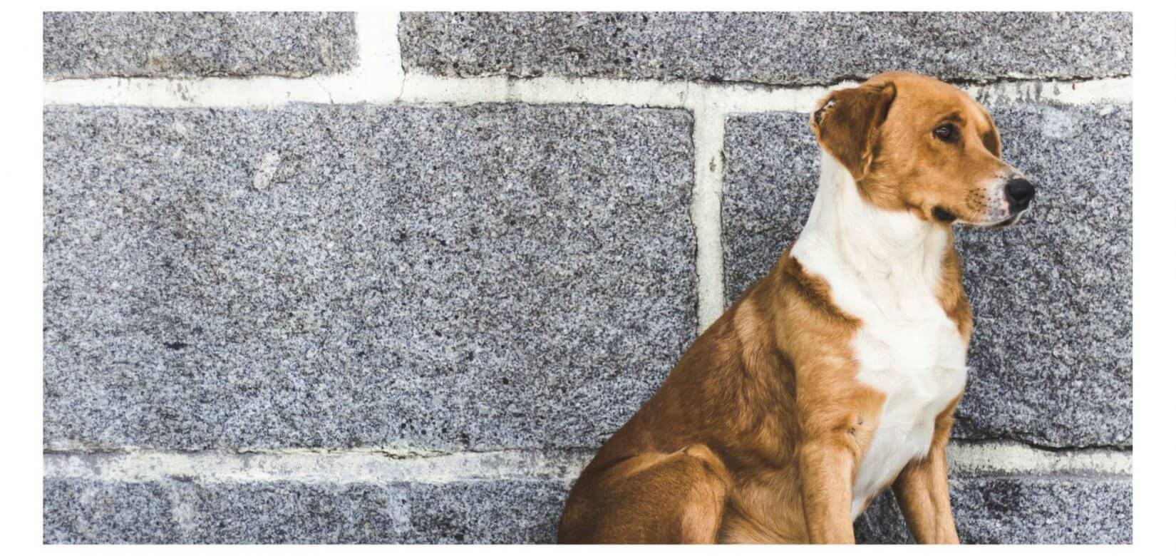 Αδέσποτος σκύλος δάγκωσε 14χρονη στο πόδι στη Χαλκιδική (φωτό)