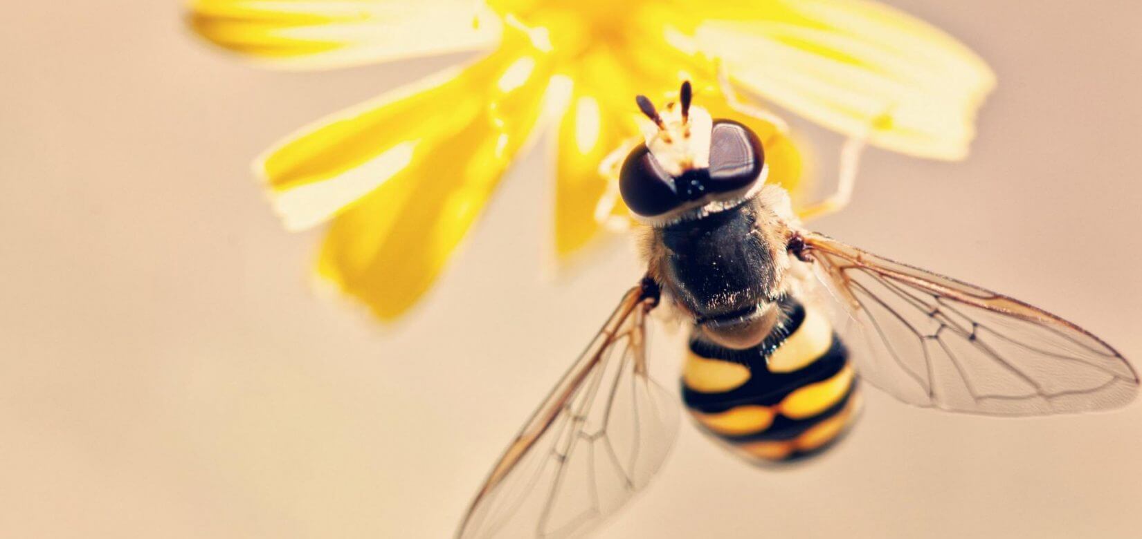 Πως τα Honey Cheerios της Nestlé συμβάλλουν στην προστασία των μελισσών