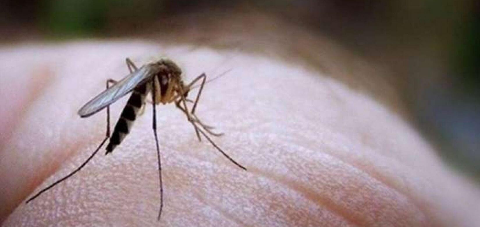Ιός του Νείλου: 7+1 tips για να προστατευτείτε εσείς και (κυρίως) τα παιδιά σας!