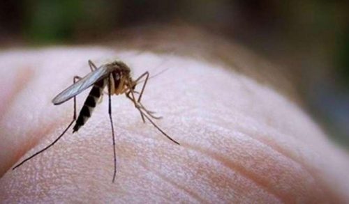 Ιός του Νείλου: 7+1 tips για να προστατευτείτε εσείς και (κυρίως) τα παιδιά σας!