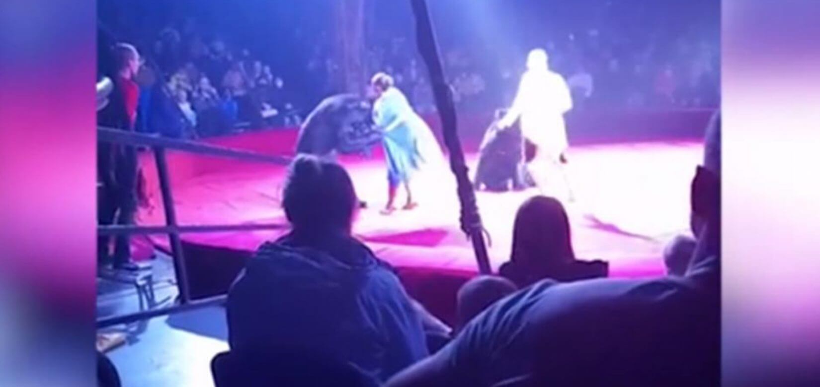 Τρομακτικές σκηνές: Αρκούδα επιτέθηκε σε έγκυο θηριοδαμαστή (βίντεο)