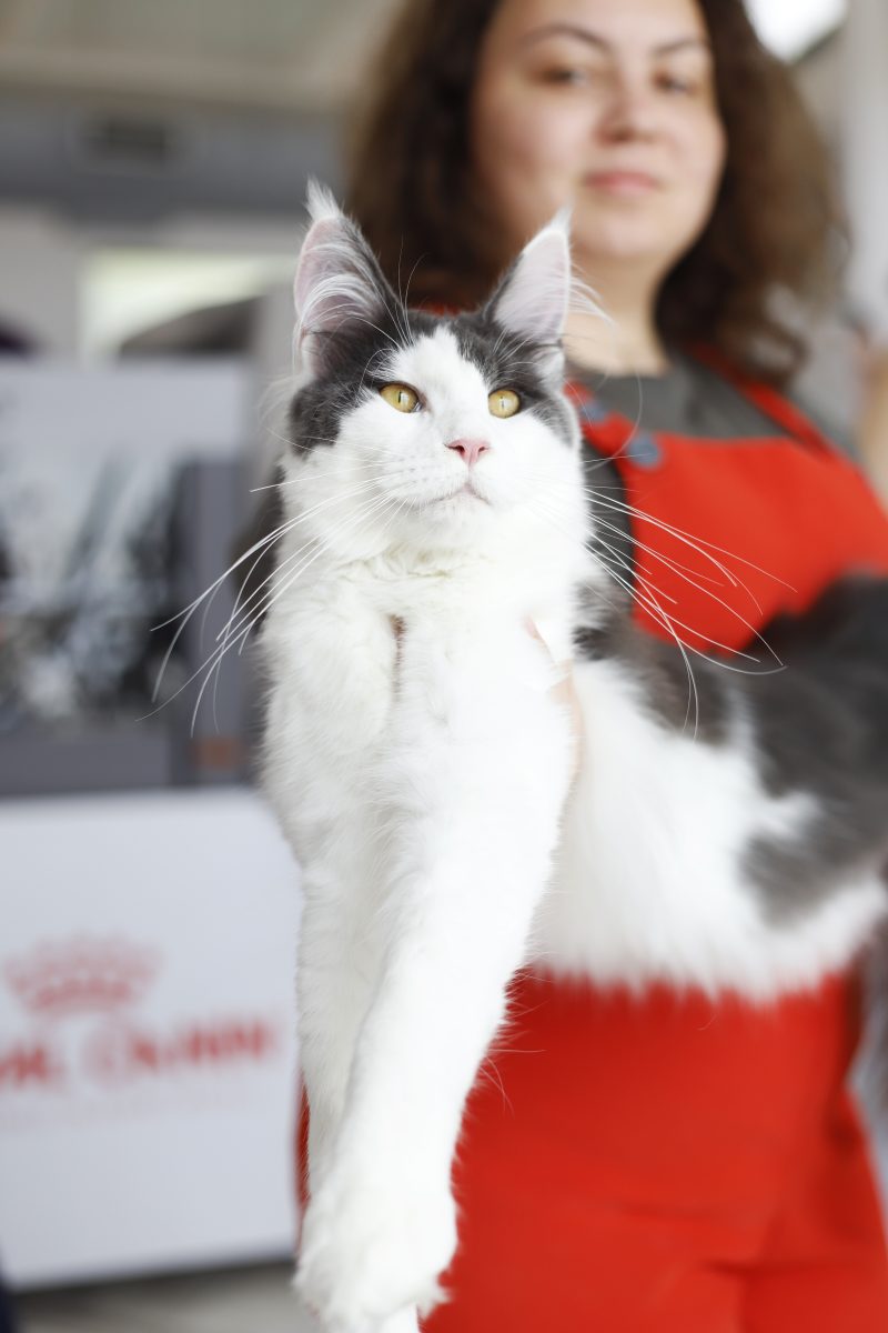 Cat Expo 2023: Από την αυτοκρατορική γάτα περσίας μέχρι τη λεοπάρδαλη τσέπης