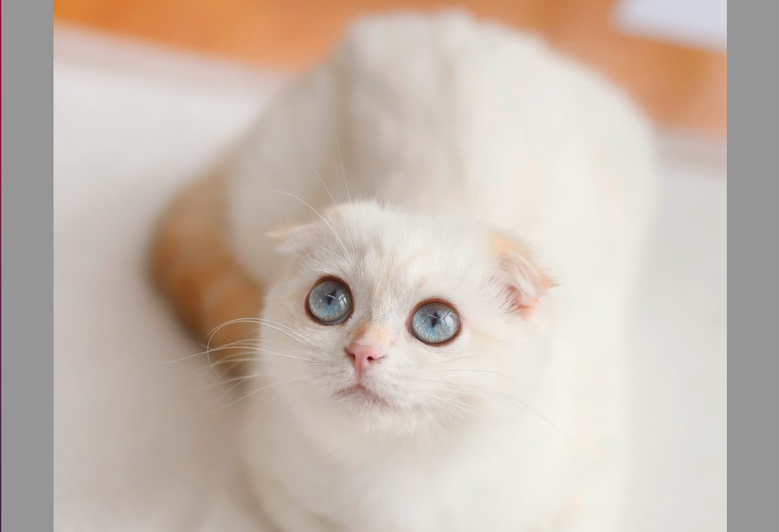 Cat Expo 2023: Από την αυτοκρατορική γάτα περσίας μέχρι τη λεοπάρδαλη τσέπης