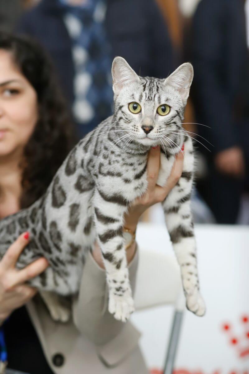 Cat Expo 2024: Πάνω από 3.000 επισκέπτες στη μεγαλύτερη γιορτή για γάτες!