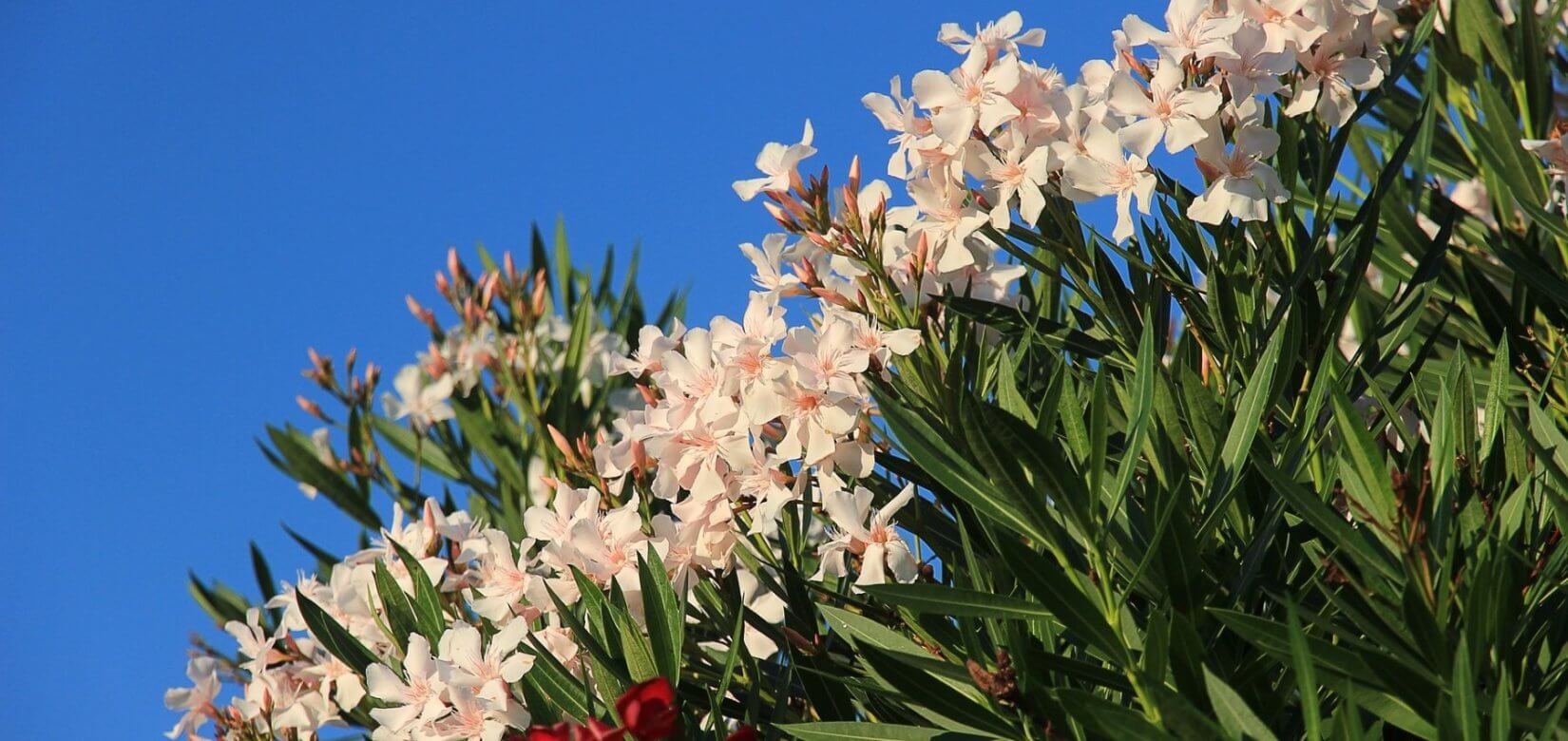 Πικροδάφνη: Κίνδυνοι για παιδιά και ενήλικες – Συμπτώματα και οδηγός πρόληψης