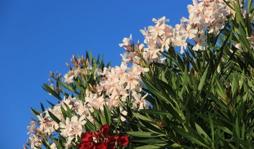 &Pi;&iota;&kappa;&rho;&omicron;&delta;ά&phi;&nu;&eta;: &Kappa;ί&nu;&delta;&upsilon;&nu;&omicron;&iota; &gamma;&iota;&alpha; &pi;&alpha;&iota;&delta;&iota;ά &kappa;&alpha;&iota; &epsilon;&nu;ή&lambda;&iota;&kappa;&epsilon;&sigmaf; &ndash; &Sigma;&upsilon;&mu;&pi;&tau;ώ&mu;&alpha;&tau;&alpha; &kappa;&alpha;&iota; &omicron;&delta;&eta;&gamma;ό&sigmaf; &pi;&rho;ό&lambda;&eta;&psi;&eta;&sigmaf;